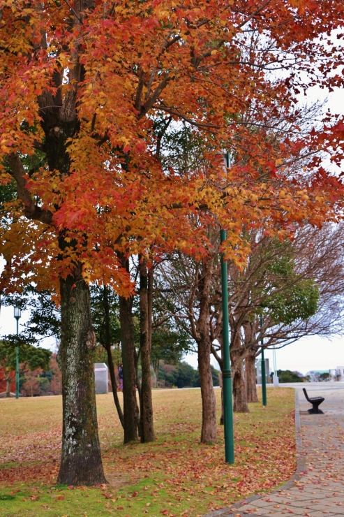 IMG_8915 (1000x1500)