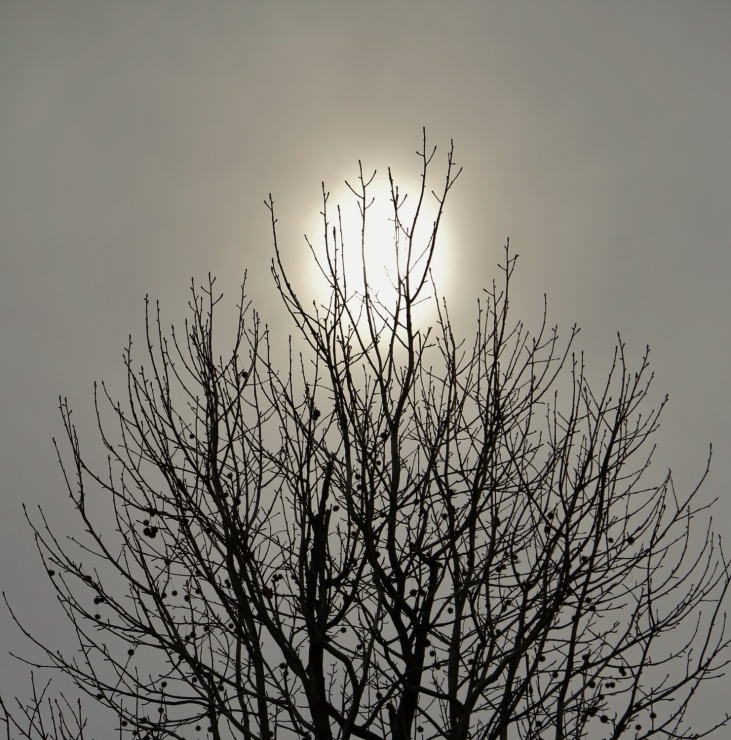 IMG_8929 (1481x1500)