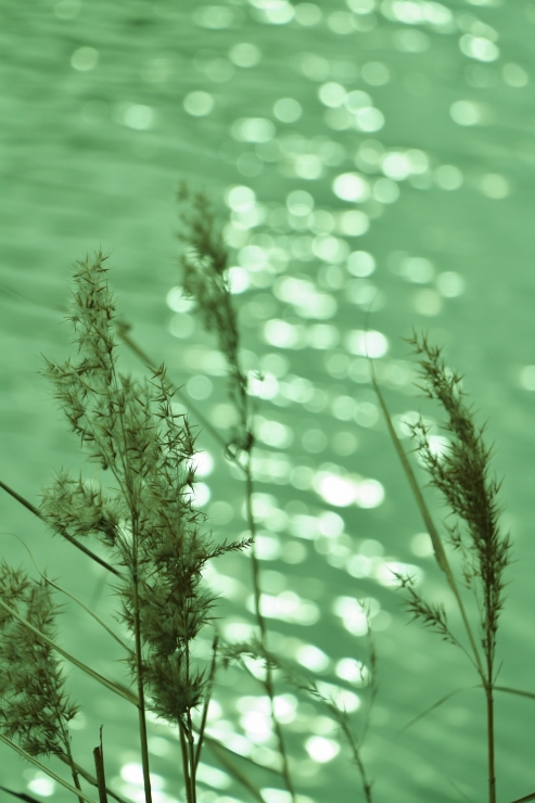 IMG_8969 (1000x1500)