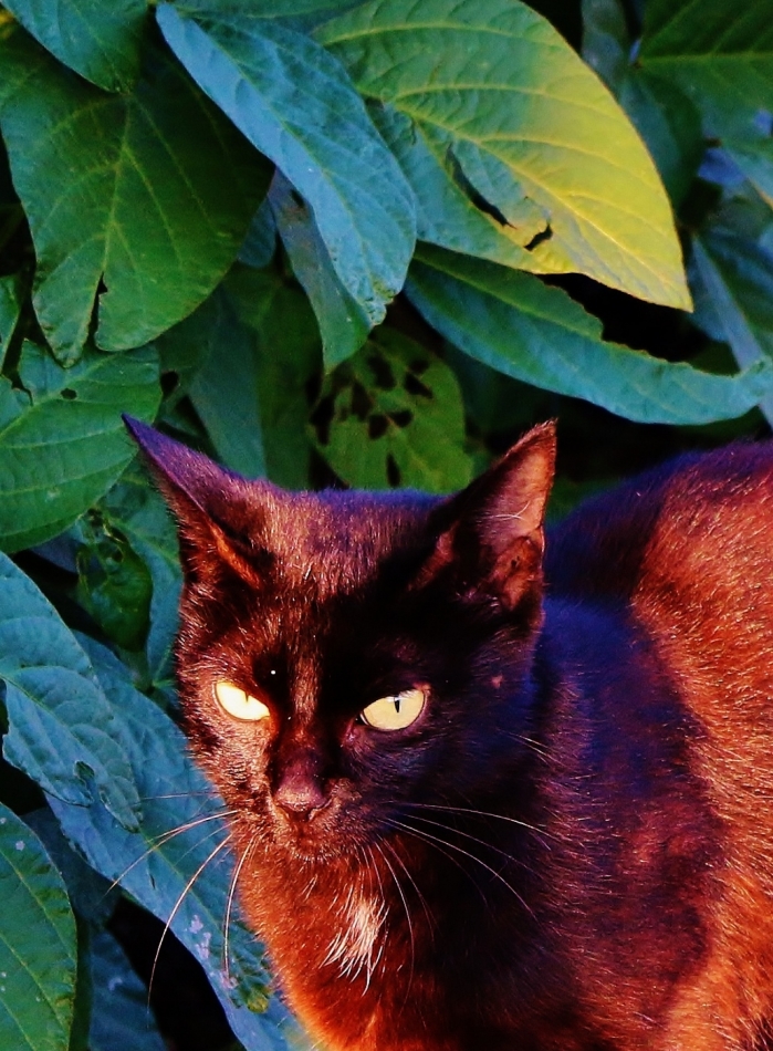 IMG_6952 (1030x1400)