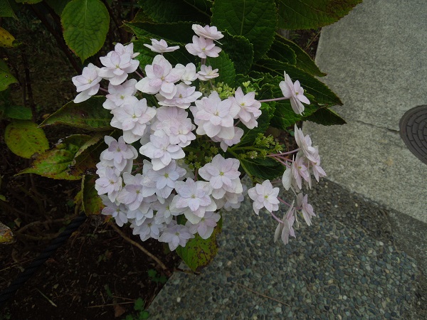 DSCN5877.jpg