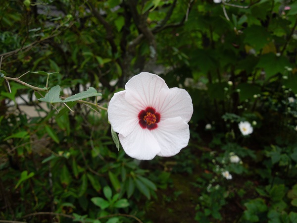 DSCN5880.jpg