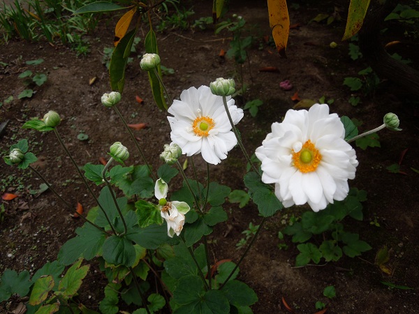 DSCN5881.jpg