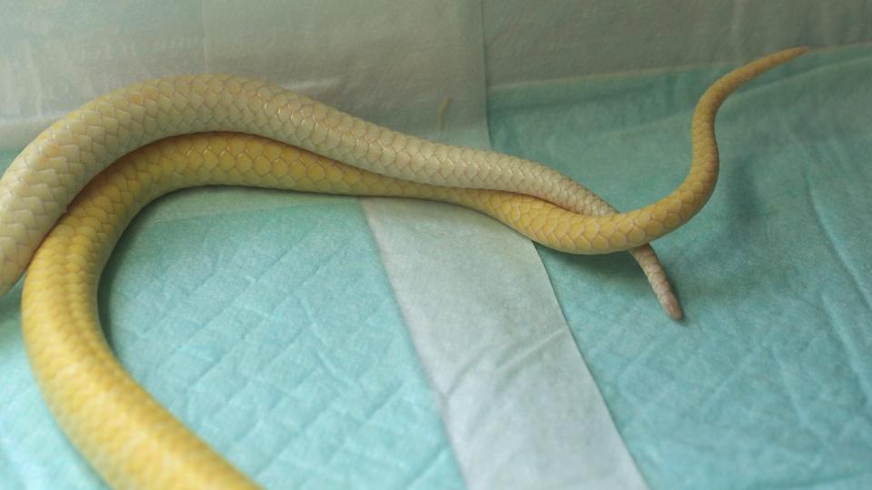 シロヘビ
