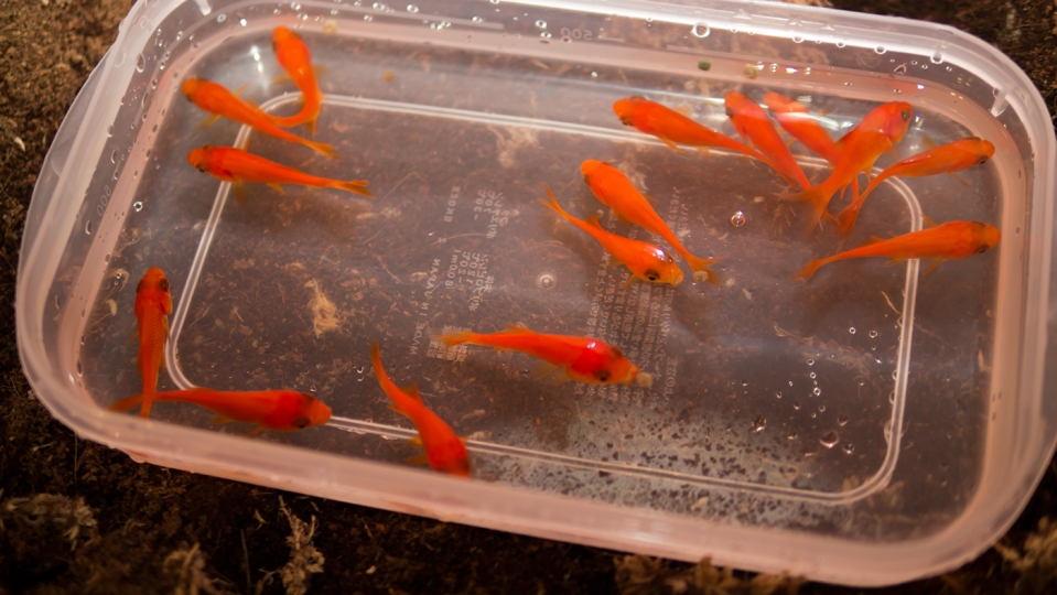 金魚