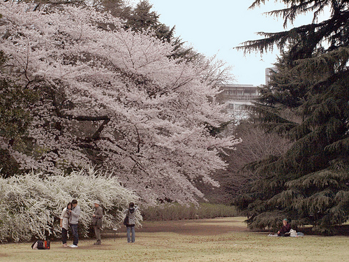桜の花