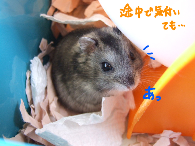DSCF120222c8737.jpg