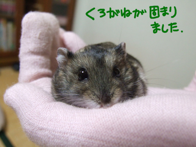 DSCF120405a0071.jpg