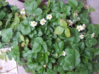 DSCF120412b0283.jpg