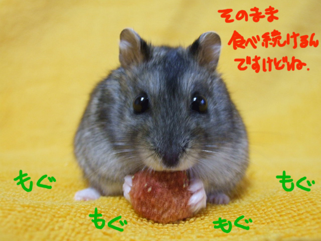 DSCF120416d9709.jpg