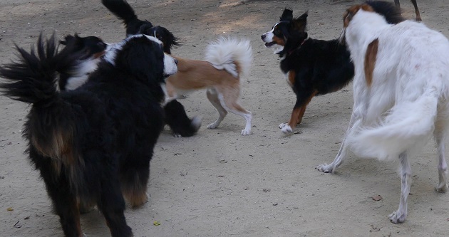 P1310754.jpg