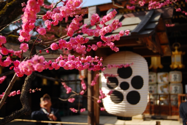 京都北野天満宮梅苑