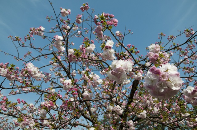 桜の通り抜け 造幣局