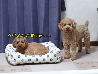 kako-rr8g6NctQ0Zbe6N4.jpg