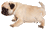 パグ歩き
