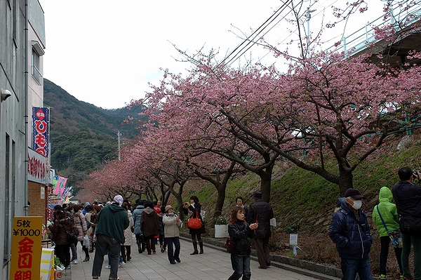@河津桜祭り会場