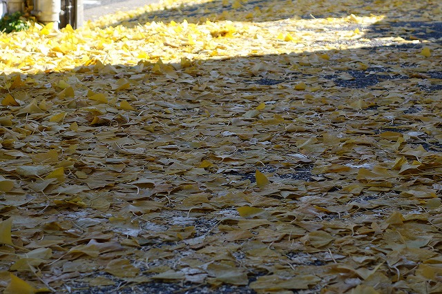 DSC00173.jpg
