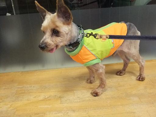 2012_0222保護犬0054