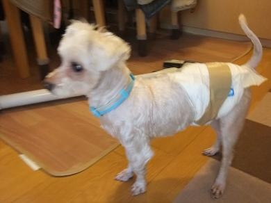 2012_0322保護犬0117