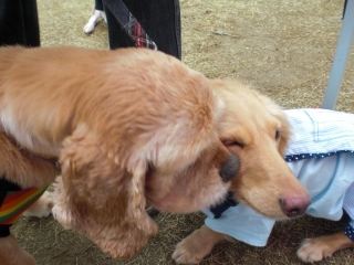 20120401230047f3a.jpg