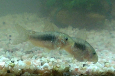 IMAG0515_BURST002.jpg