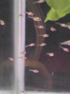 PA0_0006.jpg
