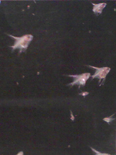 PA0_0010.jpg