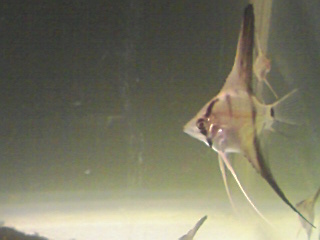 PA0_0222.jpg