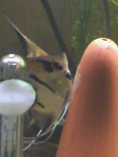 PA0_0270.jpg