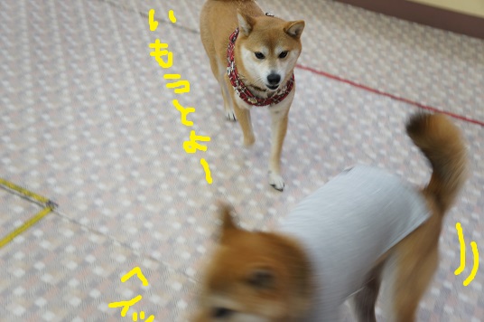 DSC00229ssssss.jpg