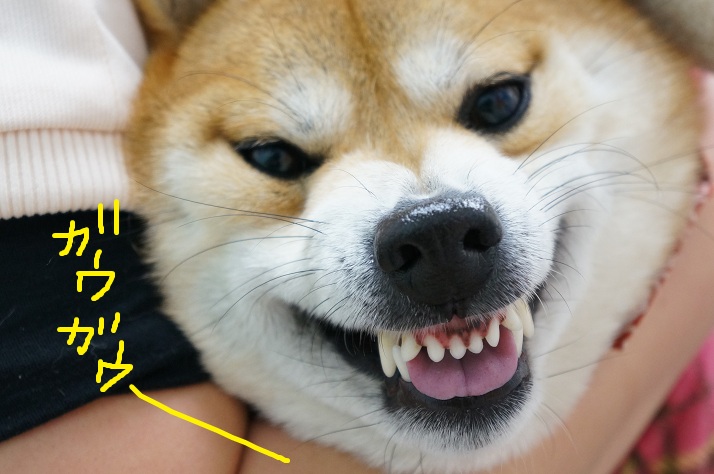 DSC04497hhhh.jpg