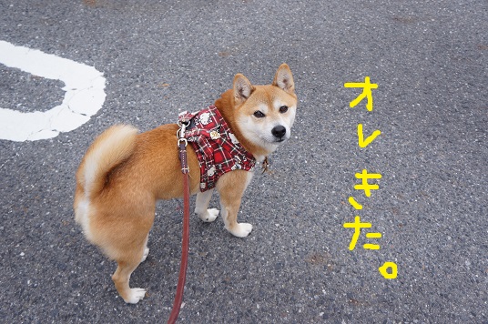 DSC08191aaaaa.jpg