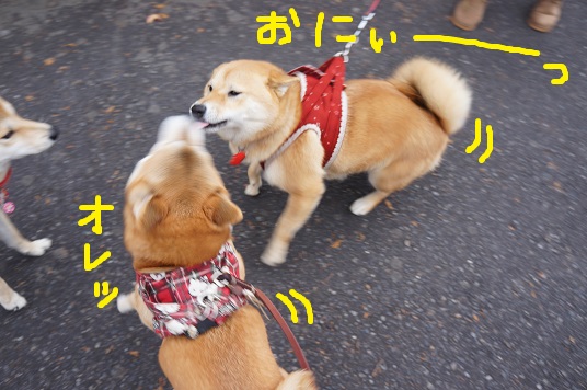 DSC08210aaaaa.jpg