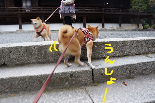 DSC08234aaaaa.jpg