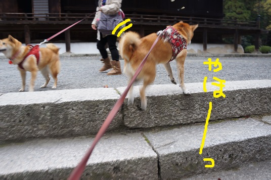 DSC08235aaaaa.jpg