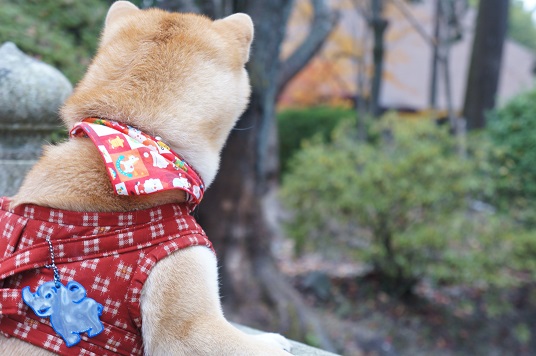 DSC08256aaaaa.jpg