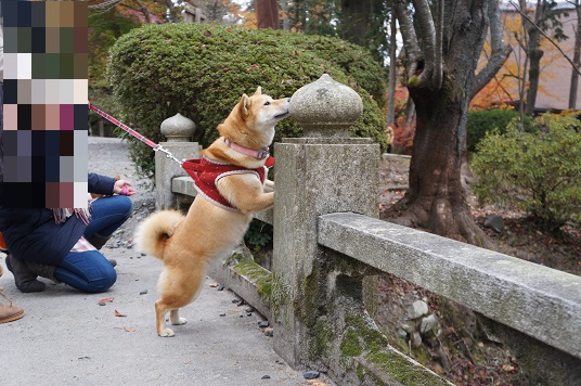 DSC08260aaaaa.jpg