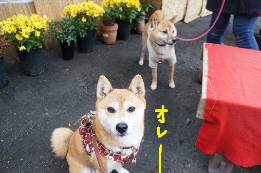 DSC08278aaaaa.jpg