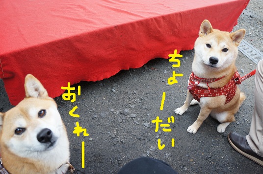 DSC08299aaaaa.jpg