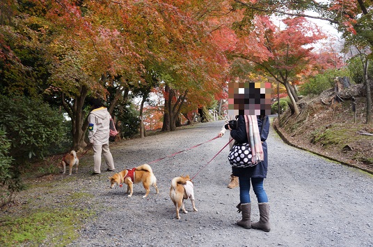 DSC08378aaaaa.jpg