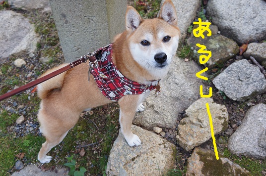 DSC08380aaaaa.jpg