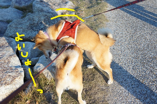 DSC08440aaaaa.jpg