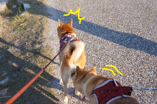DSC08449aaaaa.jpg