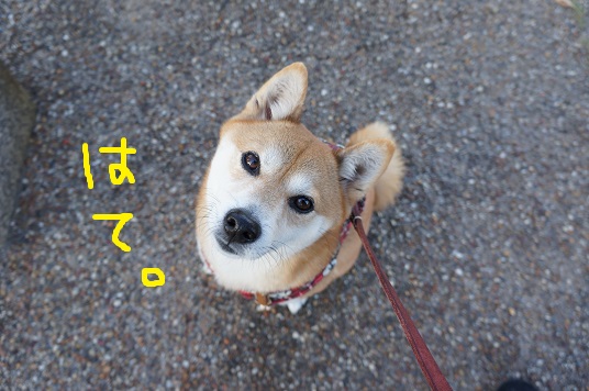 DSC08485aaaaa.jpg