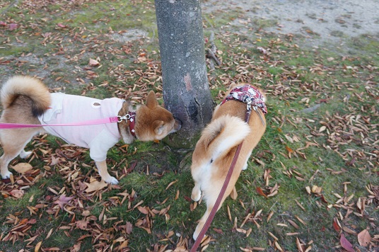 DSC08509aaaaa.jpg