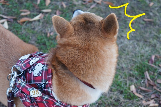 DSC08559aaaaa.jpg