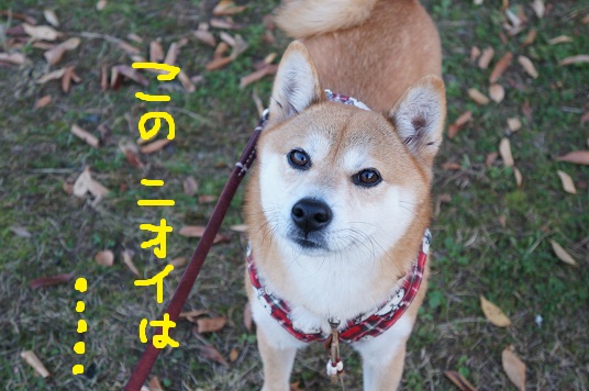 DSC08560aaaaa.jpg