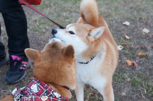 DSC08630aaaaa.jpg