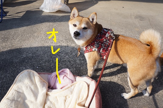 DSC08681aaaaa.jpg