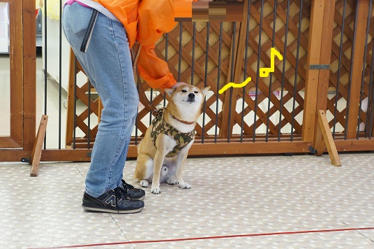 DSC08819aaaaa.jpg